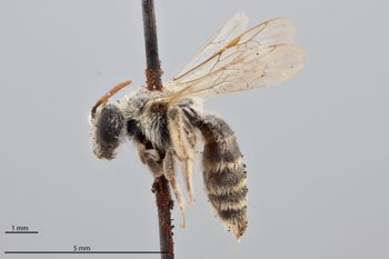 Media type: image;   Entomology 771584 Aspect: habitus lateral view